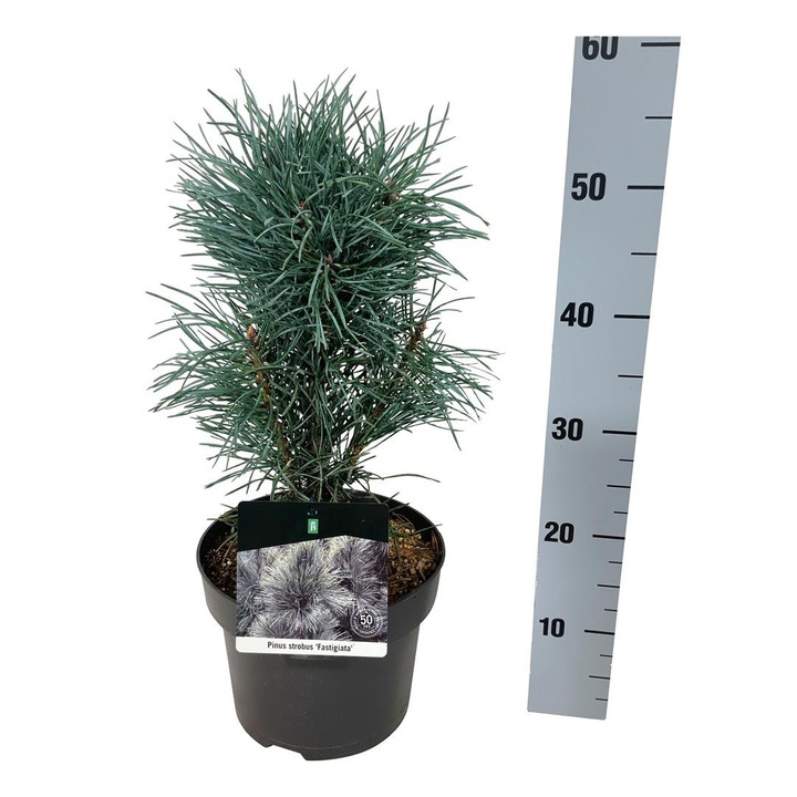 Pušis paprastoji (Lot Pinus sylv.) 'Fastigiata' C5/P23 30-40 CM-PUŠYS-SPYGLIUOČIAI