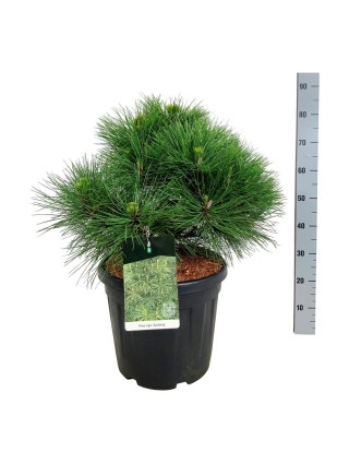 Pušis juodoji (Lot Pinus nigra) 'Spielberg' C30 50-60 CM-PUŠYS-SPYGLIUOČIAI