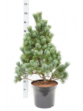 Smulkiažiedė pušis (Lot Pinus parv.) 'Aro-Kawa' C12 70-80 CM-PUŠYS-SPYGLIUOČIAI