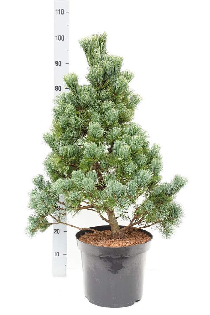 Smulkiažiedė pušis (Lot Pinus parv.) 'Aro-Kawa' C12 70-80 CM-PUŠYS-SPYGLIUOČIAI