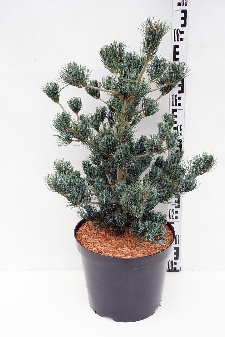Smulkiažiedė pušis (Lot Pinus parv.) 'Aui' C15 50-60 CM-PUŠYS-SPYGLIUOČIAI
