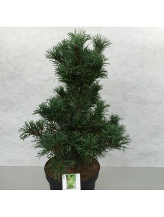 Smulkiažiedė pušis (Lot Pinus parv.) 'Bonsai' C7,5/P26 40-50 CM-PUŠYS-SPYGLIUOČIAI