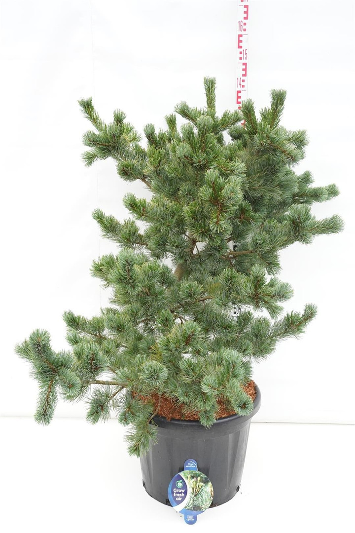 Smulkiažiedė pušis (Lot Pinus parv.) 'Chikuza Goten' C45 80-100 CM-PUŠYS-SPYGLIUOČIAI