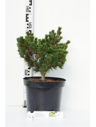 Smulkiažiedė pušis (Lot Pinus parv.) 'Kokuho' C7,5/P26 30-40 CM-PUŠYS-SPYGLIUOČIAI