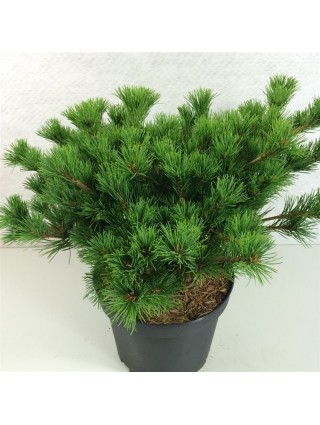 Smulkiažiedė pušis (Lot Pinus parv.) 'Kokuho' C7,5/P26 30-40 CM-PUŠYS-SPYGLIUOČIAI