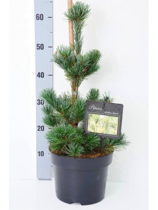 Smulkiažiedė pušis (Lot Pinus parv.) 'Negishi' C5/P23 30-40 CM-PUŠYS-SPYGLIUOČIAI