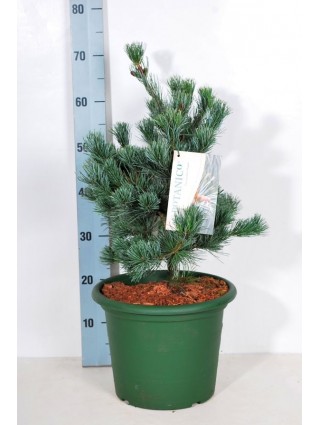 Smulkiažiedė pušis (Lot Pinus parv.) 'Negishi' C10 40-50 CM-PUŠYS-SPYGLIUOČIAI