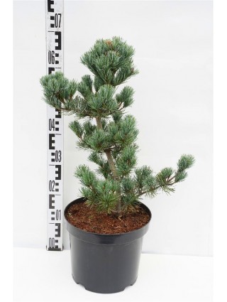 Smulkiažiedė pušis (Lot Pinus parv.) 'Negishi' C7,5/P26 60-80 CM-PUŠYS-SPYGLIUOČIAI