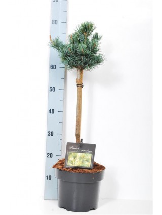 Smulkiažiedė pušis (Lot Pinus parv.) 'Negishi' C5/P23 KOTAS 40 CM-PUŠYS-SPYGLIUOČIAI