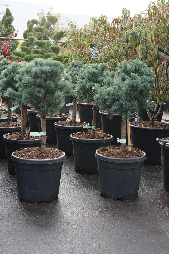 Smulkiažiedė pušis (Lot Pinus parv.) 'Negishi' C30 KOTAS 40 CM-PUŠYS-SPYGLIUOČIAI