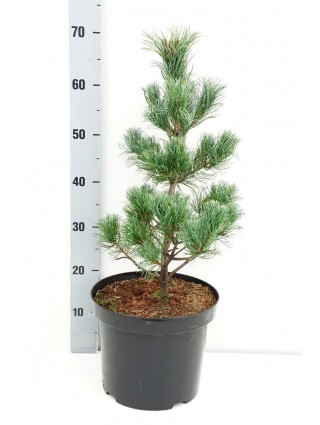 Smulkiažiedė pušis (Lot Pinus parv.) 'Schoon's Bonsai' C7,5/P26 50-60 CM-PUŠYS-SPYGLIUOČIAI