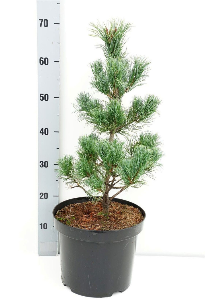 Smulkiažiedė pušis (Lot Pinus parv.) 'Schoon's Bonsai' C7,5/P26 50-60 CM-PUŠYS-SPYGLIUOČIAI