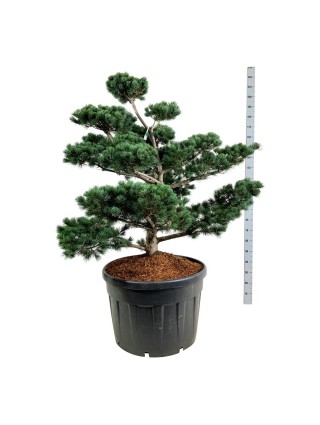 Smulkiažiedė pušis (Lot Pinus parv.) 'Tempelhof' BONSAI 100-125 C180-PUŠYS-SPYGLIUOČIAI