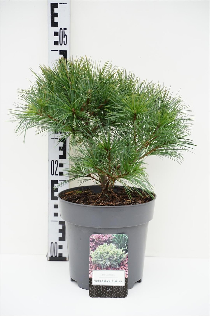 Pušis veimutinė (Lot Pinus strobus) 'Bergman's Mini' C5/P23 25-30 CM-PUŠYS-SPYGLIUOČIAI