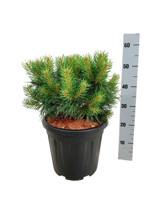 Pušis paprastoji (Lot Pinus sylv.) 'Blue Pearl' C15 30-40 CM-PUŠYS-SPYGLIUOČIAI