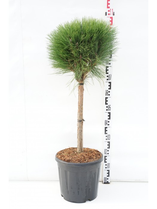 Pušis (Lot Pinus) 'Summer Breeze' C15 KOTAS 40 CM-PUŠYS-SPYGLIUOČIAI