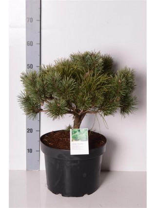 Pušis paprastoji (Lot Pinus sylv.) 'Chantry Blue' C10 40-50 CM-PUŠYS-SPYGLIUOČIAI