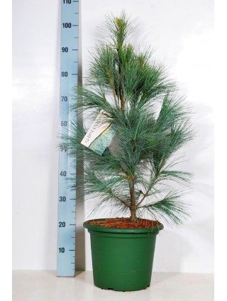 Pušis veimutinė (Lot Pinus strobus) 'Densa Hill' C10 60-80 CM-PUŠYS-SPYGLIUOČIAI