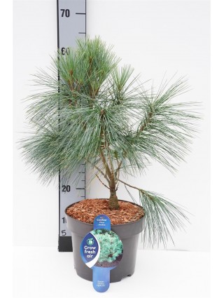 Pušis veimutinė (Lot Pinus strobus) 'Fastigiata' C5/P23 30-40 CM-PUŠYS-SPYGLIUOČIAI