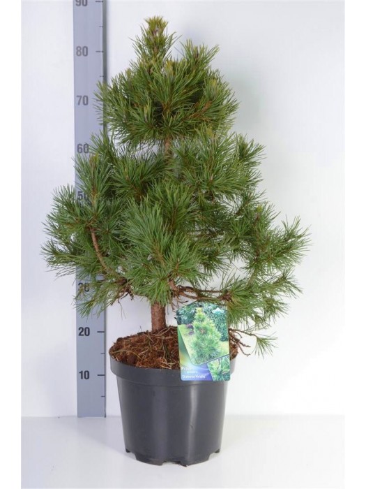 Pušis paprastoji (Lot Pinus sylv.) 'Globosa Viridis' C7,5/P26 50-60 CM-PUŠYS-SPYGLIUOČIAI