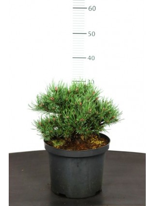 Pušis paprastoji (Lot Pinus sylv.) 'Jeremy' C5/P23 20-25 CM-PUŠYS-SPYGLIUOČIAI