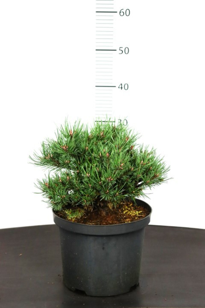 Pušis paprastoji (Lot Pinus sylv.) 'Jeremy' C5/P23 20-25 CM-PUŠYS-SPYGLIUOČIAI