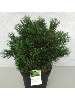 Pušis veimutinė (Lot Pinus strobus) 'Kruger's Lilliput' C10 30-40 CM-PUŠYS-SPYGLIUOČIAI