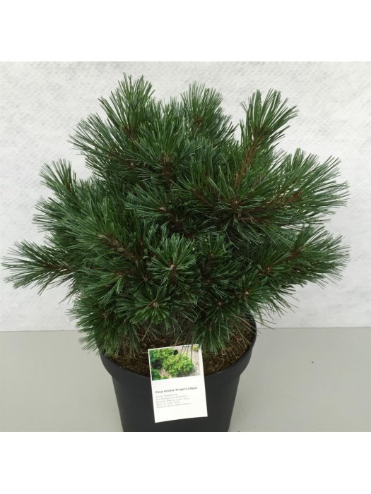 Pušis veimutinė (Lot Pinus strobus) 'Kruger's Lilliput' C10 30-40 CM-PUŠYS-SPYGLIUOČIAI