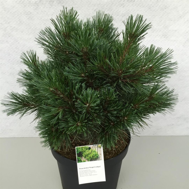 Pušis veimutinė (Lot Pinus strobus) 'Kruger's Lilliput' C10 30-40 CM-PUŠYS-SPYGLIUOČIAI