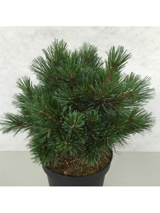 Pušis veimutinė (Lot Pinus strobus) 'Kruger's Lilliput' C10 30-40 CM-PUŠYS-SPYGLIUOČIAI