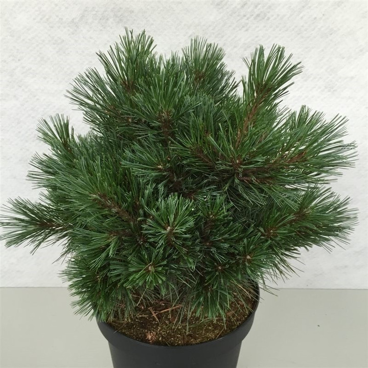 Pušis veimutinė (Lot Pinus strobus) 'Kruger's Lilliput' C10 30-40 CM-PUŠYS-SPYGLIUOČIAI