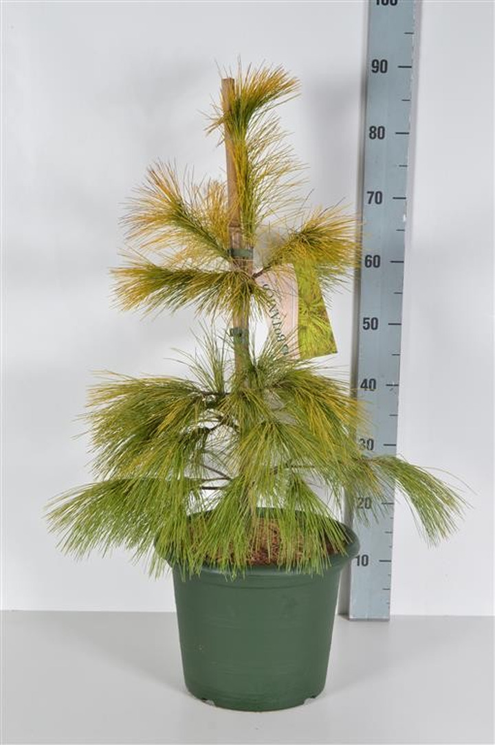 Pušis veimutinė (Lot Pinus strobus) 'Louie' C10 40-50 CM-PUŠYS-SPYGLIUOČIAI