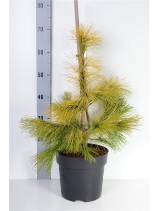 Pušis veimutinė (Lot Pinus strobus) 'Louie' C6,5/P24 30-40 CM-PUŠYS-SPYGLIUOČIAI