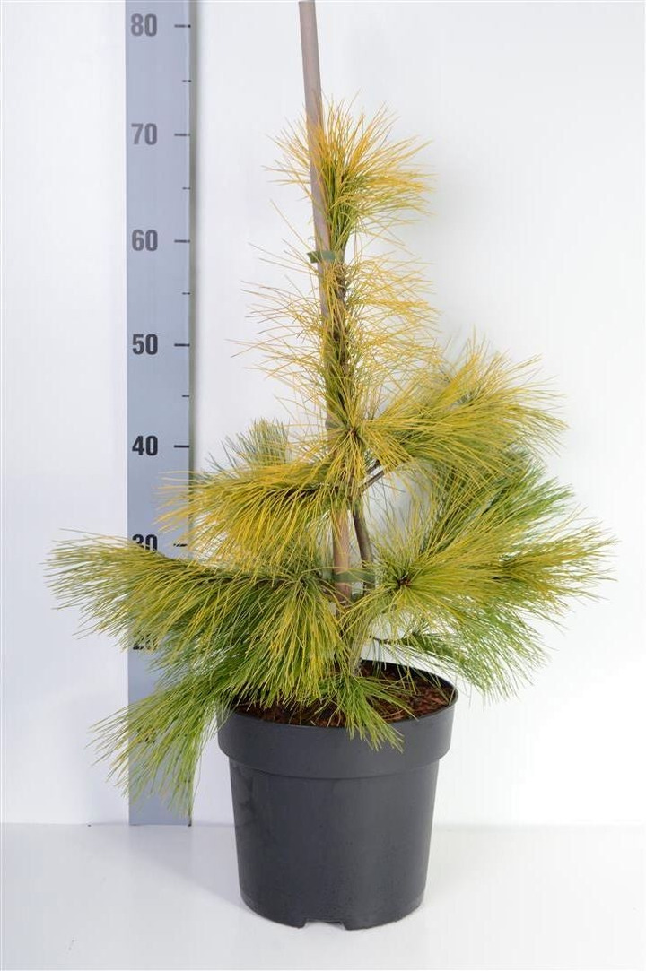 Pušis veimutinė (Lot Pinus strobus) 'Louie' C6,5/P24 30-40 CM-PUŠYS-SPYGLIUOČIAI
