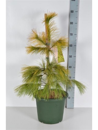 Pušis veimutinė (Lot Pinus strobus) 'Louie' C10 40-50 CM-PUŠYS-SPYGLIUOČIAI