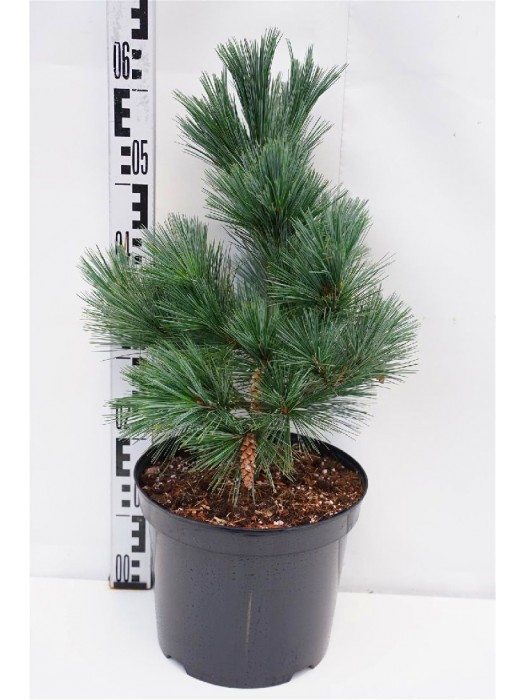 Pušis veimutinė (Lot Pinus strobus) 'Macopin' C7,5/P26 30-40 CM-PUŠYS-SPYGLIUOČIAI