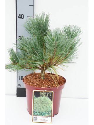 Pušis veimutinė (Lot Pinus strobus) 'Macopin' C3/P19 20-25 CM-PUŠYS-SPYGLIUOČIAI