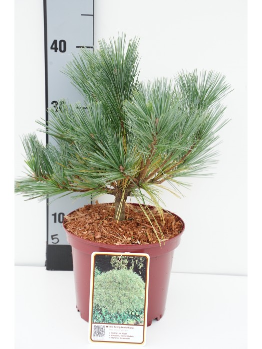 Pušis veimutinė (Lot Pinus strobus) 'Macopin' C3/P19 20-25 CM-PUŠYS-SPYGLIUOČIAI