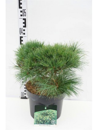 Pušis veimutinė (Lot Pinus strobus) 'Minima' C5/P23 25-30 CM-PUŠYS-SPYGLIUOČIAI