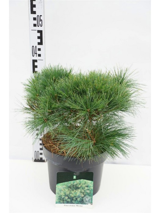 Pušis veimutinė (Lot Pinus strobus) 'Minima' C5/P23 25-30 CM-PUŠYS-SPYGLIUOČIAI