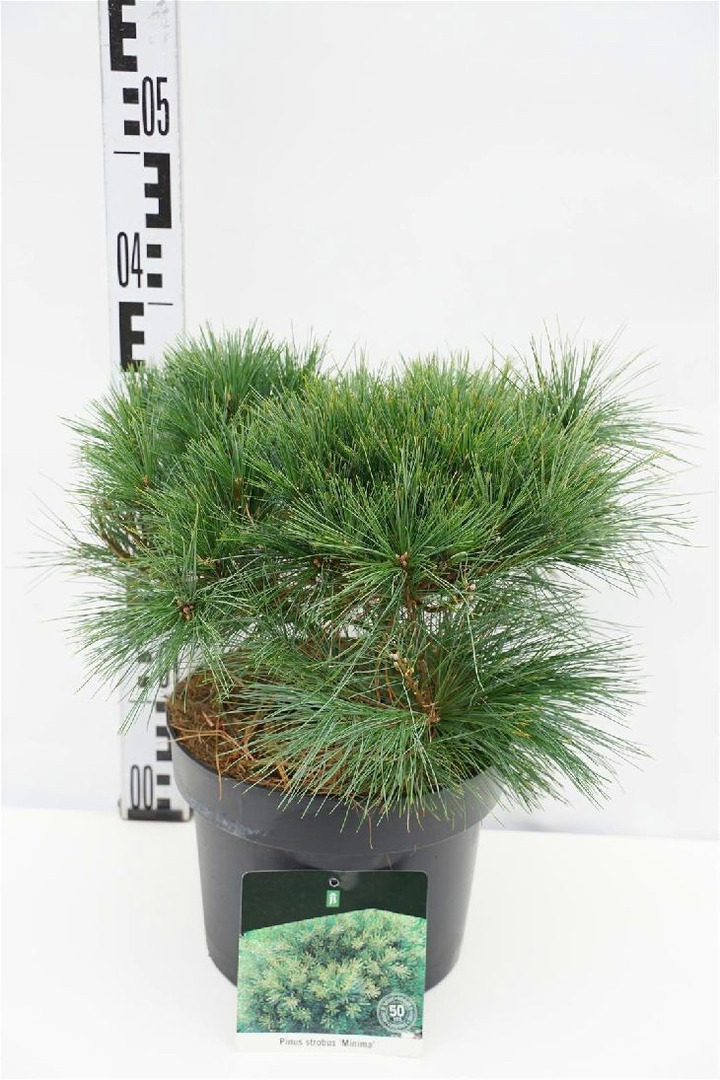 Pušis veimutinė (Lot Pinus strobus) 'Minima' C5/P23 25-30 CM-PUŠYS-SPYGLIUOČIAI