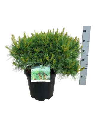 Pušis veimutinė (Lot Pinus strobus) 'Minima' C15 50-60 CM-PUŠYS-SPYGLIUOČIAI