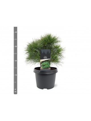 Pušis veimutinė (Lot Pinus strobus) 'Minima' C3/P19 25-30 CM-PUŠYS-SPYGLIUOČIAI