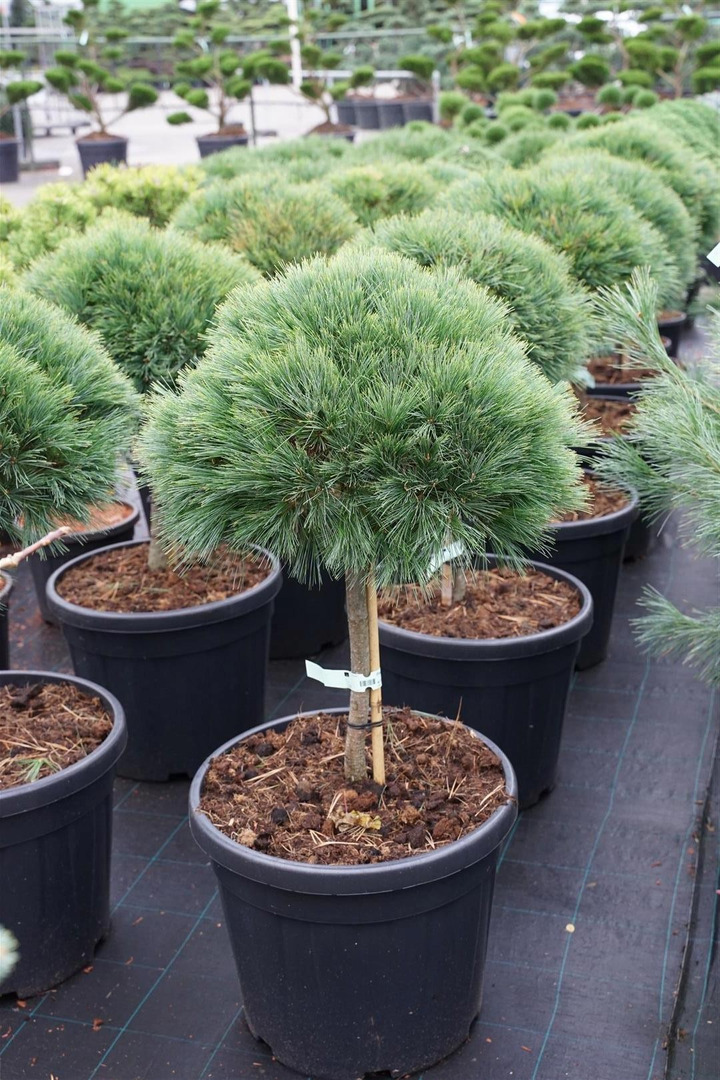 Pušis veimutinė (Lot Pinus strobus) 'Minima' C45 KOTAS 40 CM-PUŠYS-SPYGLIUOČIAI