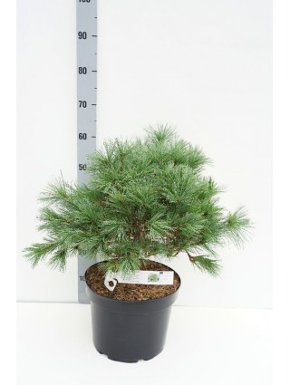 Pušis veimutinė (Lot Pinus strobus) 'Niagara Falls' C10 40-50 CM-PUŠYS-SPYGLIUOČIAI