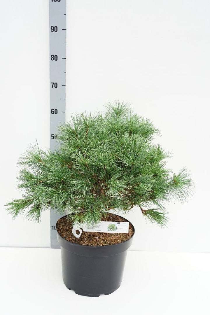 Pušis veimutinė (Lot Pinus strobus) 'Niagara Falls' C10 40-50 CM-PUŠYS-SPYGLIUOČIAI