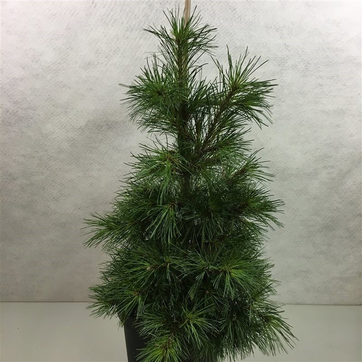 Pušis veimutinė (Lot Pinus strobus) 'Niagara Falls' C10 40-50 CM-PUŠYS-SPYGLIUOČIAI