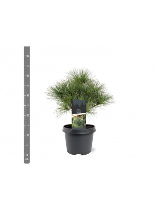 Pušis veimutinė (Lot Pinus strobus) 'Radiata' C3/P19 25-30 CM-PUŠYS-SPYGLIUOČIAI