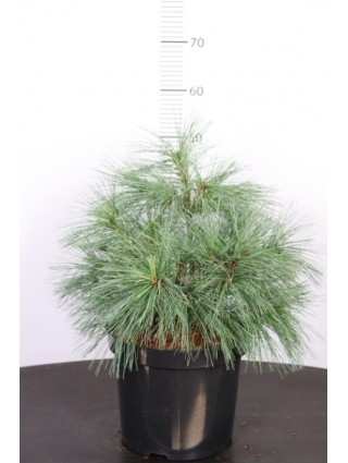 Pušis veimutinė (Lot Pinus strobus) 'Radiata' C7,5/P26 30-35 CM-PUŠYS-SPYGLIUOČIAI