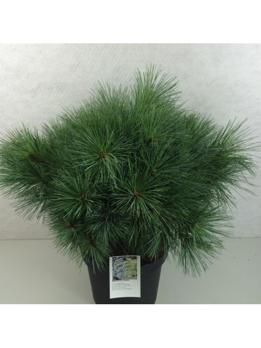 Pušis veimutinė (Lot Pinus strobus) 'Radiata' C10 40-50 CM-PUŠYS-SPYGLIUOČIAI